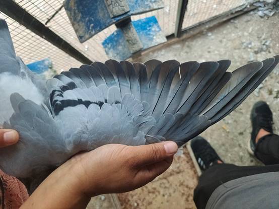 说明: C:\Users\ADMINI~1\AppData\Local\Temp\WeChat Files\871432682840ff5a19bfd10cea3f50d.jpg