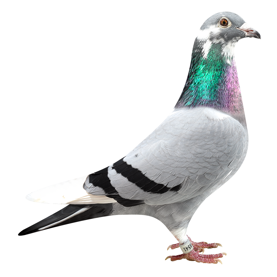 ȫͼ