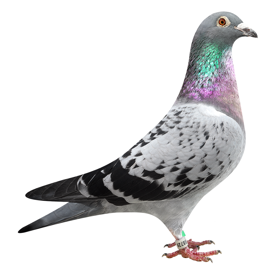 ȫͼ