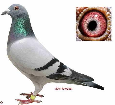 ȫͼ