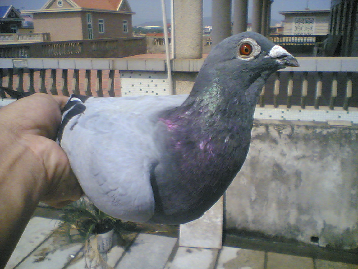 ȫͼ