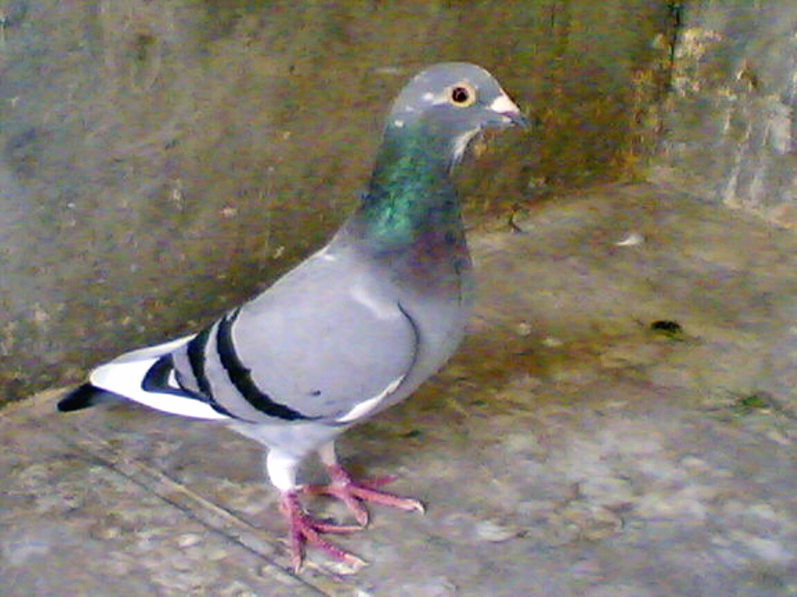ȫͼ