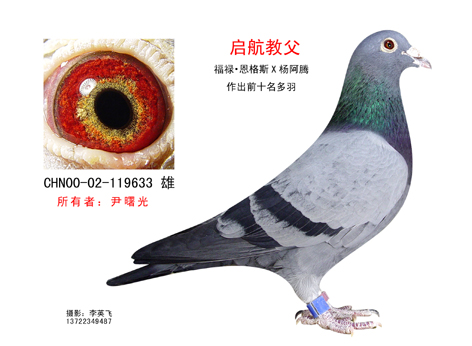 河北河间市曙光赛鸽俱乐部