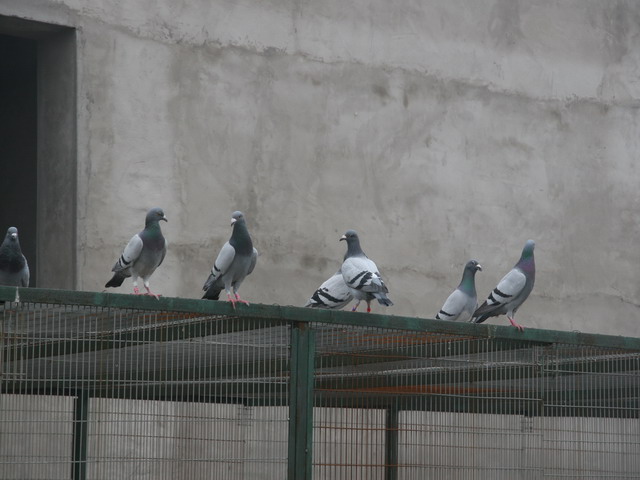 ȫͼ