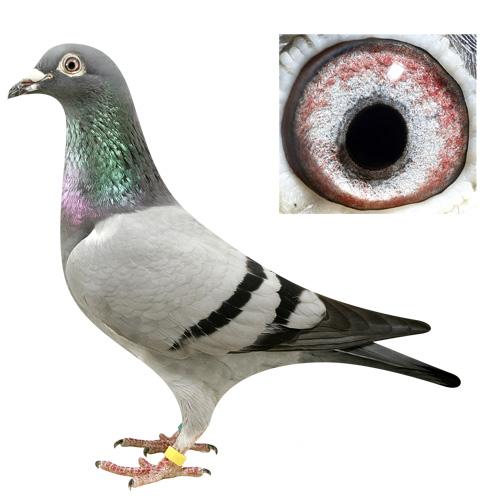 ȫͼ