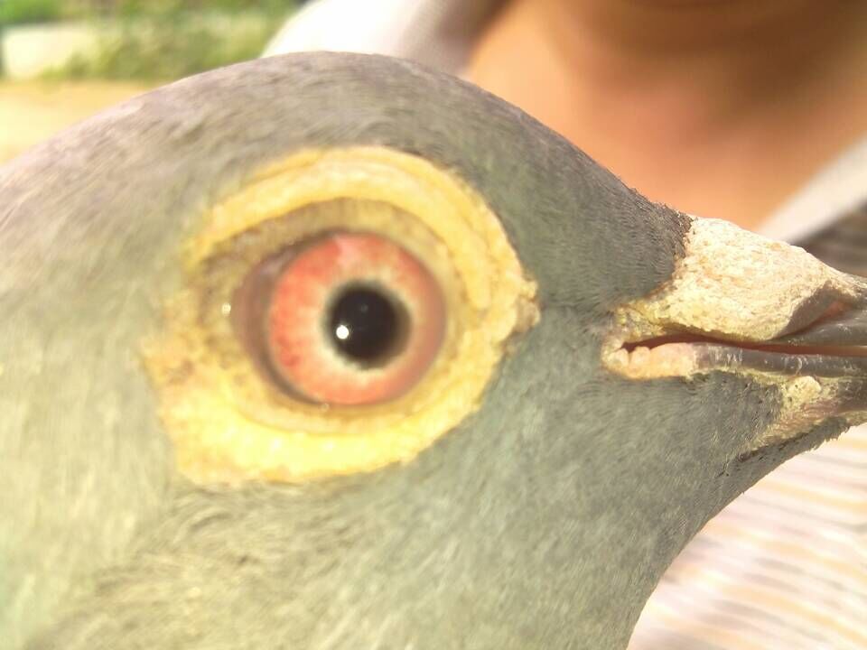 ȫͼ