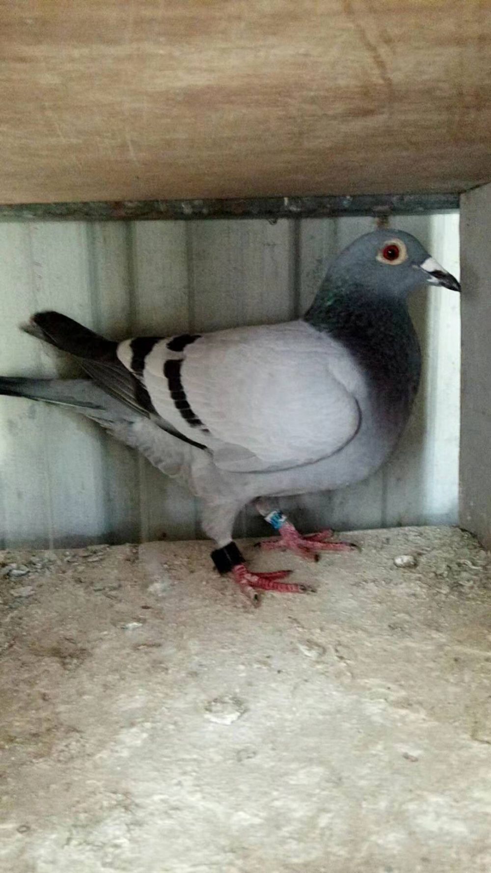 ȫͼ