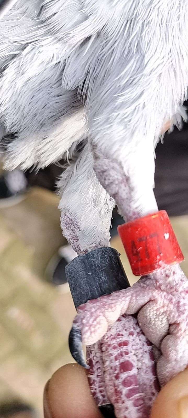 ȫͼ