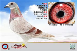 ֲ֮