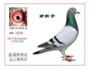 鿴øϸ..