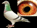 ϰŸЭˮͷֲ
