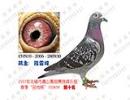 点击查看该鸽详细资料..