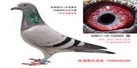 点击查看该鸽详细资料..