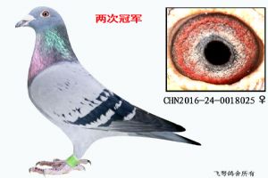 鿴øϸ..