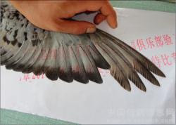 غ踣2011＾رȻԲ