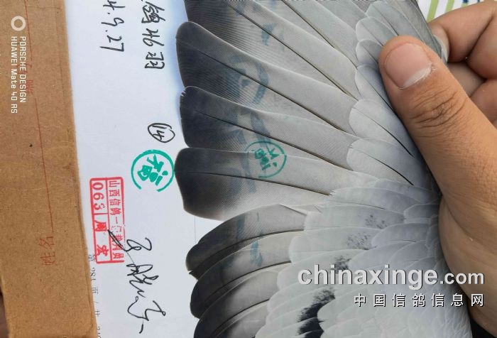 2024年秋赛第二关单关前十名验鸽照-怀仁神齐国际赛鸽俱乐部-中国信鸽