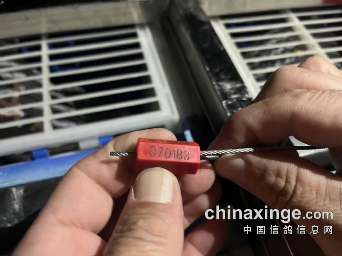 共集鸽1549羽 取奖600名-北京翔飞赛鸽俱乐部-中国信鸽信息网