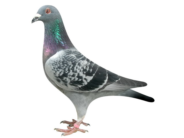 tv赛鸽俱乐部相册图片 - 中信网各地信鸽俱乐部